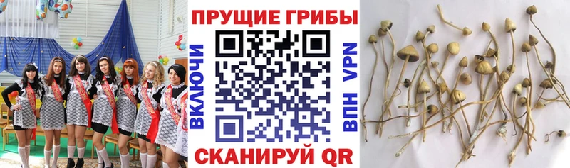 Купить Родники Псилоцибиновые грибы прущие грибы